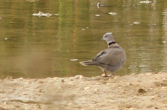 Streptopelia decipiens