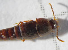 Sepedophilus testaceus
