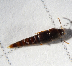 Sepedophilus testaceus