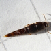 Sepedophilus testaceus - Photo (c) carnifex, some rights reserved (CC BY), uploaded by carnifex
