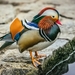 Mandarin Duck - Photo (c) Lioneska, some rights reserved (CC BY-NC), uploaded by Lioneska