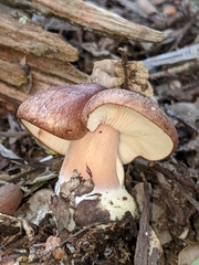 Rhodocollybia badiialba