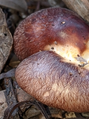 Rhodocollybia badiialba