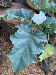 Datura ferox