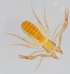 Ephippiochthonius