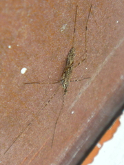 Amphineurus hudsoni
