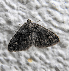 Catarhoe basochesiata