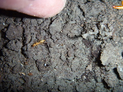 Austroponera castaneicolor