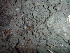 Austroponera castaneicolor