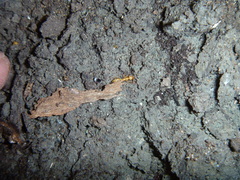 Austroponera castaneicolor