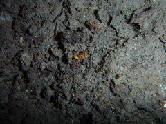 Austroponera castaneicolor