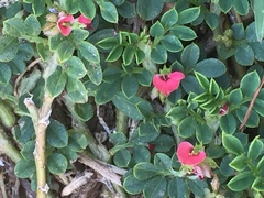Magnoliopsida