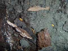 Austroponera castaneicolor