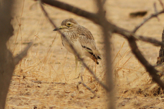 Burhinus senegalensis