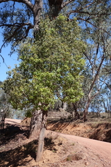 Brachychiton populneus populneus