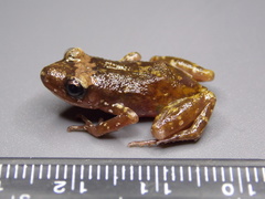 Eleutherodactylus interorbitalis