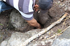 Eleutherodactylus interorbitalis