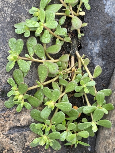 Common Purslane