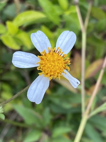White beggarticks