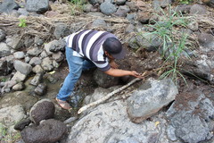 Eleutherodactylus interorbitalis