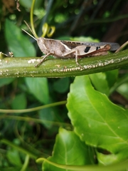 Stenocatantops angustifrons