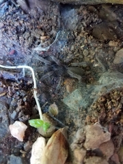 Selenocosmiinae