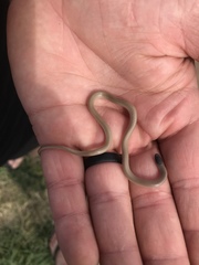 Tantilla hobartsmithi