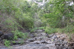 Eleutherodactylus interorbitalis