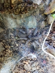 Selenocosmiinae
