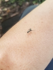 Polyrhachis cupreata