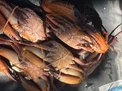 Brachyura