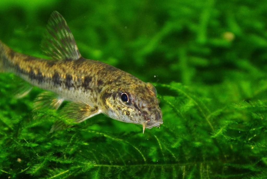 Amur False Gudgeon