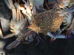 Brachyura