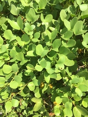 Ipomoea pes-caprae
