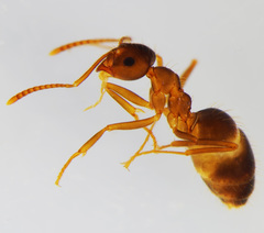 Prenolepis nitens