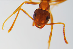 Prenolepis nitens