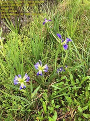 Iris brevicaulis