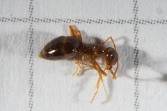 Prenolepis nitens