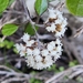 Helichrysum lanceolatum - Photo Ningún derecho reservado, subido por Henry Hart
