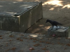 Corvus splendens