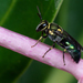 Disrupted Beautiful-Masked Bee - Photo (c) Bridgette Gower, some rights reserved (CC BY-NC), uploaded by Bridgette Gower