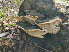 ツガサルノコシカケ