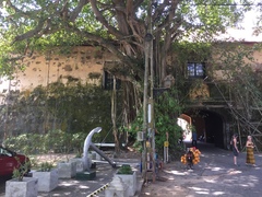 Ficus
