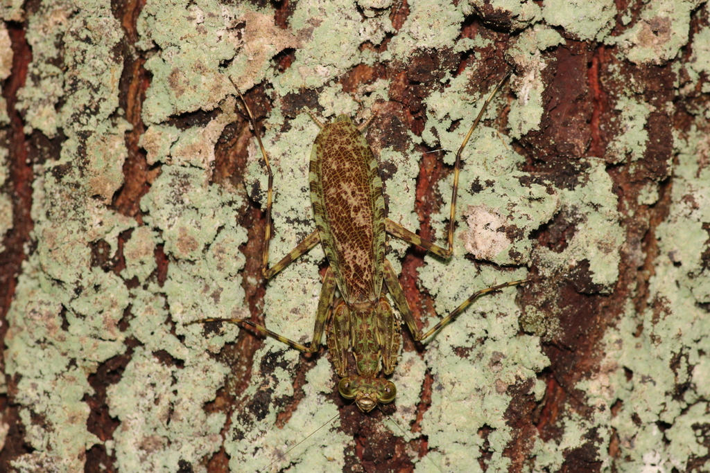 Fuga fluminensis