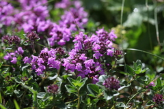 Thymus praecox
