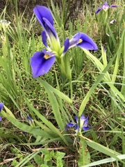 Iris brevicaulis