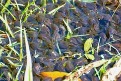 Eastern Spadefoot Toad photo 5