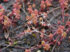 Sedum smallii