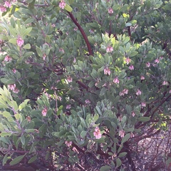 Arctostaphylos pringlei