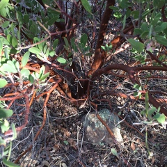 Arctostaphylos pringlei